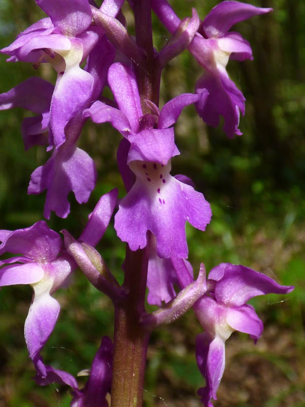 Orchis mascula 'purpurea'